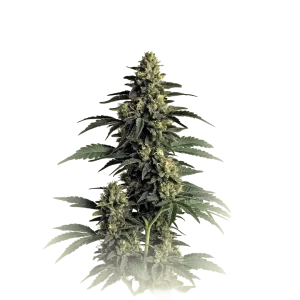 Northern Lights OG Kush