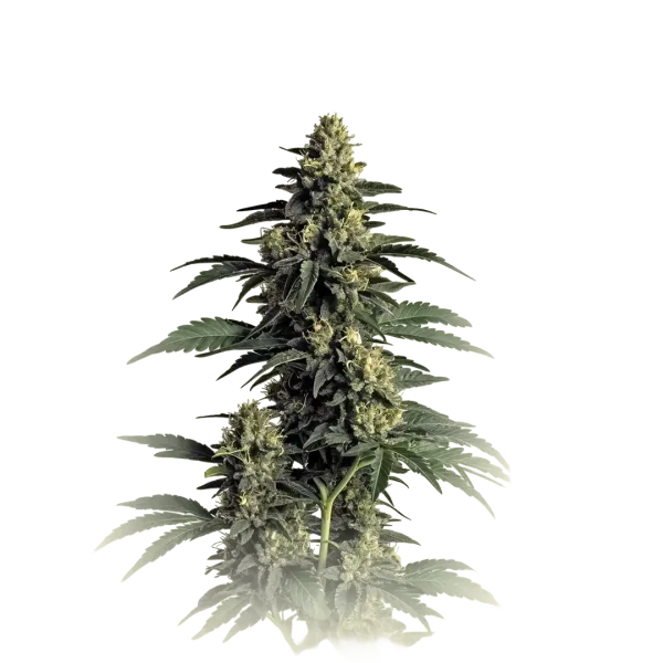 Northern Lights OG Kush