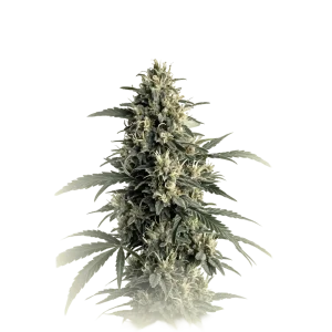 Northern Light#5 X Haze