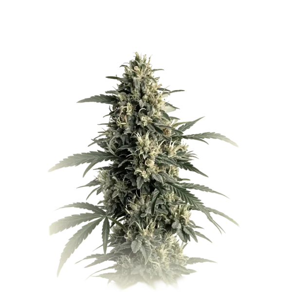 Northern Light#5 X Haze