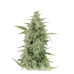 OG Kush