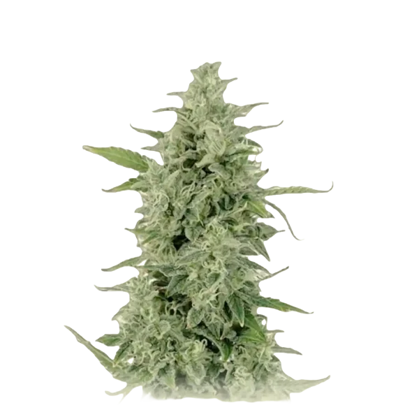 OG Kush