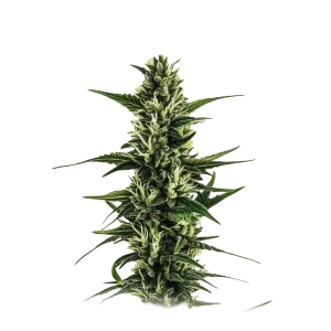 Auto Pineapple Cake