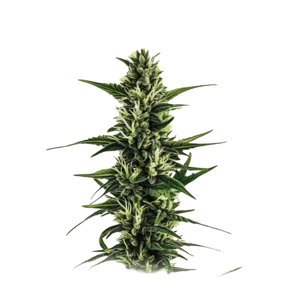 Auto Pineapple Cake