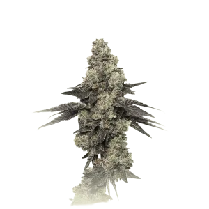 Pineapple Kush