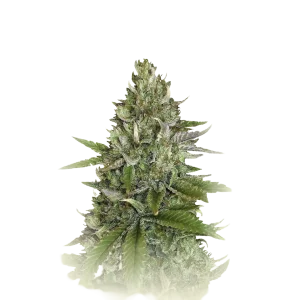 Pure CBD