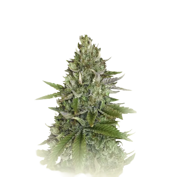Pure CBD