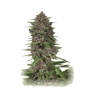 Purple Kush