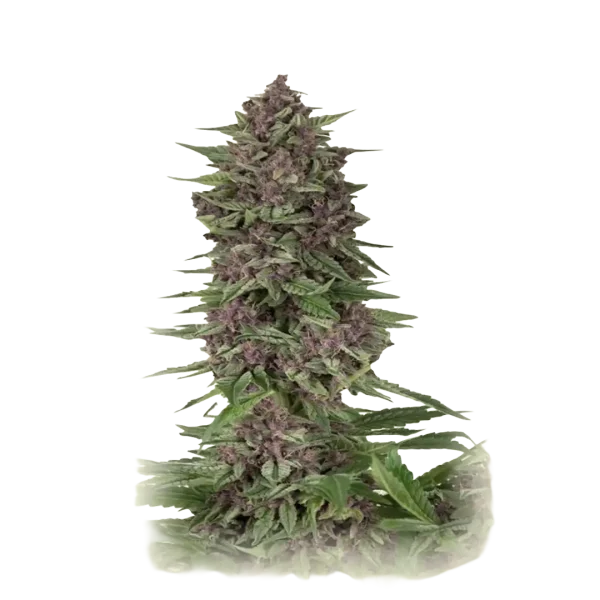 Purple Kush