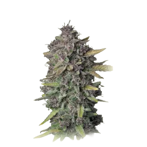 Purple Punch