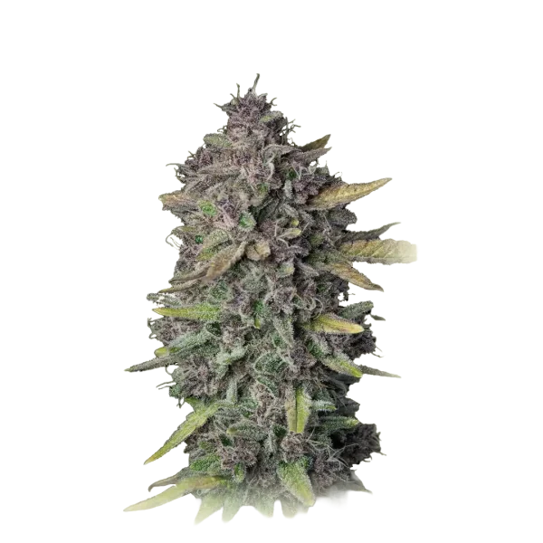 Purple Punch