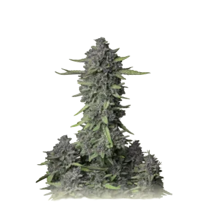 Purple Punch Feminized USA
