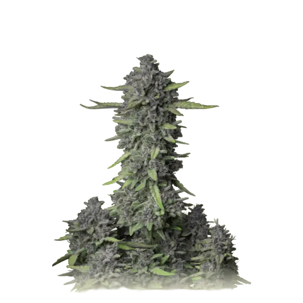 Purple Punch Feminized USA
