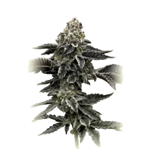 Purple Punch X Blue Dream