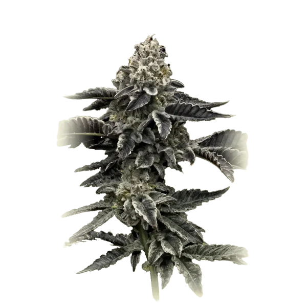 Purple Punch X Blue Dream