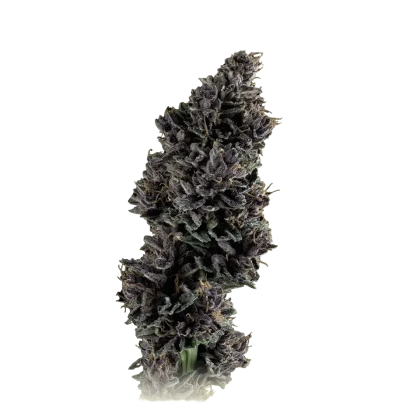 Purple Punch X Durban Poison