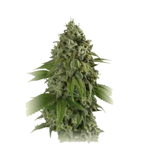 Purple Punch X Gmo Rootbeer