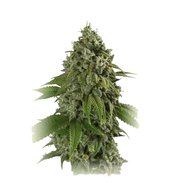Purple Punch X Gmo Rootbeer