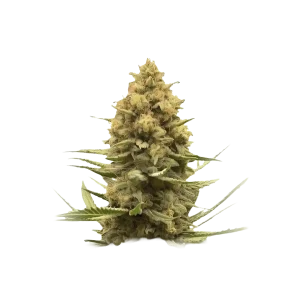 Purple Sherbet Auto