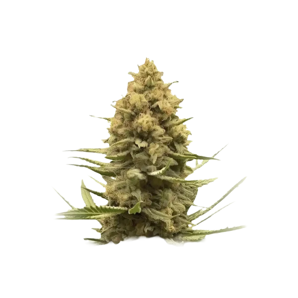 Purple Sherbet Auto