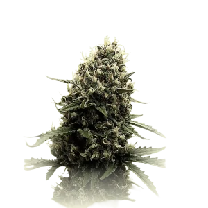 Runtz 'n Cream Auto