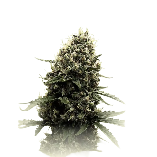 Runtz 'n Cream Auto
