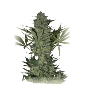 Russian White