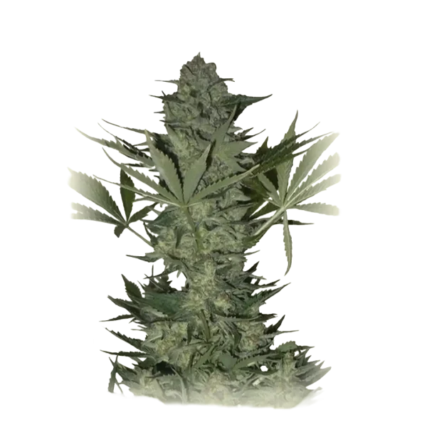 Russian White
