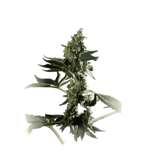 San Fernando Valley Auto