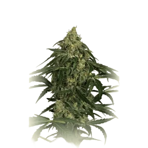Zkittlez Auto CBD