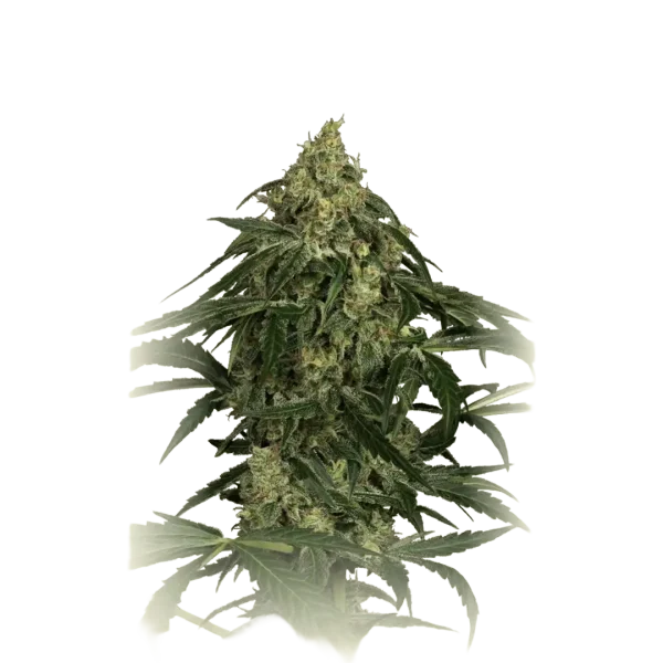 Zkittlez Auto CBD