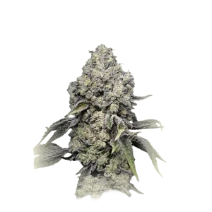 Zkittlez Fast F1