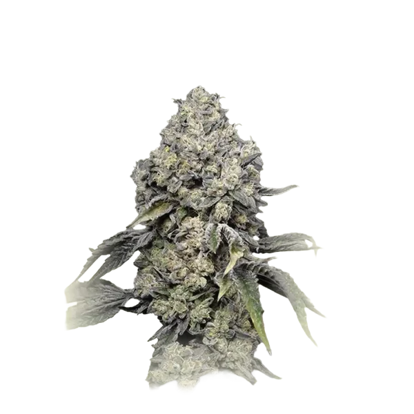 Zkittlez Fast F1