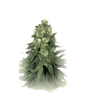 Skunk Widow