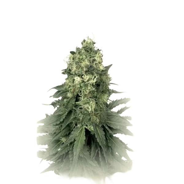 Skunk Widow