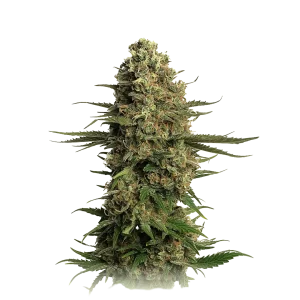 Skywalker OG