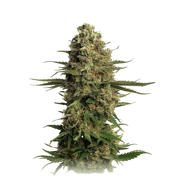Skywalker OG