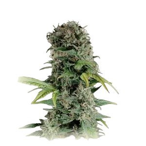 Somango