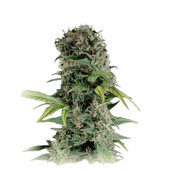 Somango