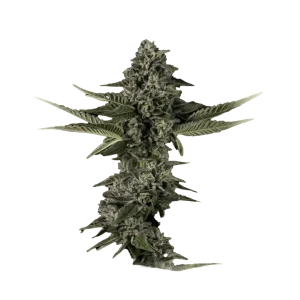 Sour Cookies