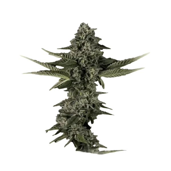 Sour Cookies