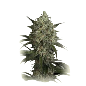 Sour Diesel