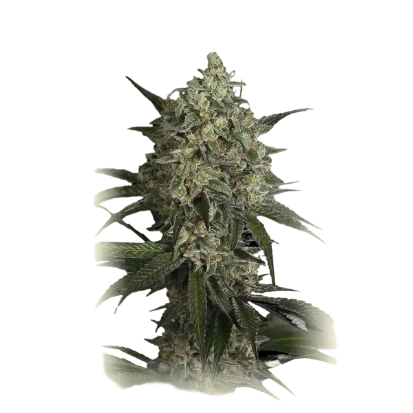 Sour Diesel