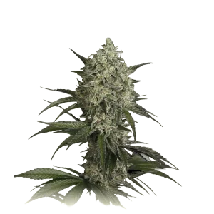Sour Diesel Feminized USA