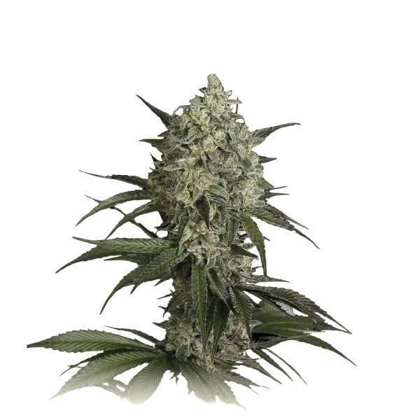 Sour Diesel Feminized USA