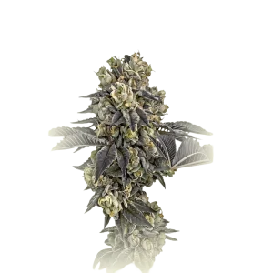 Strawberry Haze