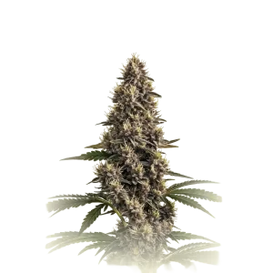 Landrace Seeds
