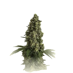 Super Lemon Auto