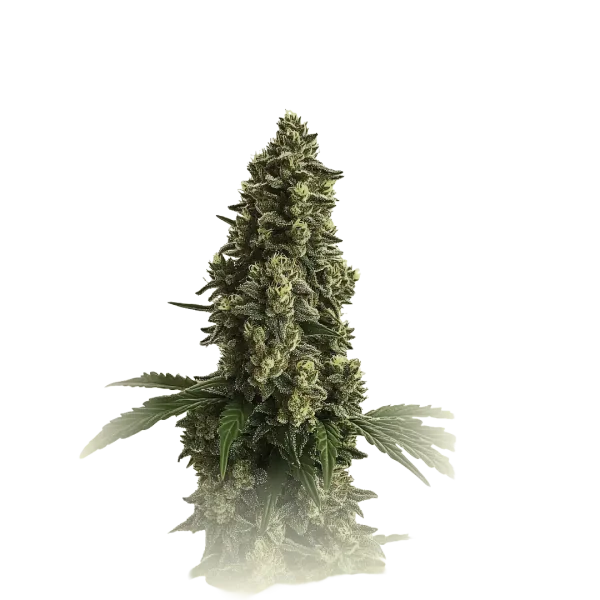 Super Lemon Auto
