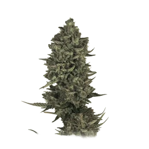 Super Lemon Haze